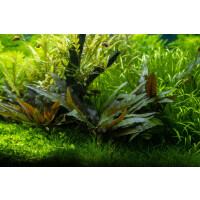 Tropica Cryptocoryne beckettii Petchii Topf