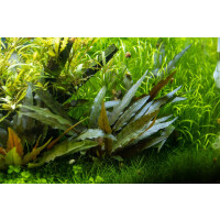 Tropica Cryptocoryne beckettii Petchii Topf