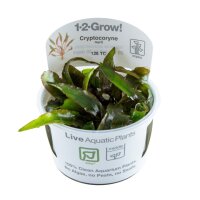 Tropica Cryptocoryne nurii In-Vitro