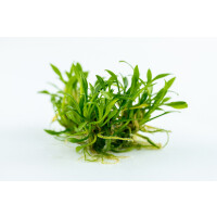 Tropica Cryptocoryne parva In-Vitro