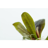 Tropica Echinodorus Reni In-Vitro