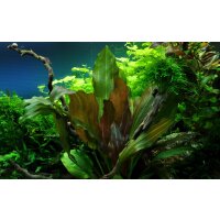 Tropica Echinodorus Reni Topf