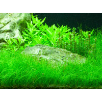 Tropica Eleocharis parvula Topf