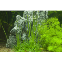 Tropica Eriocaulon cinereum In-Vitro