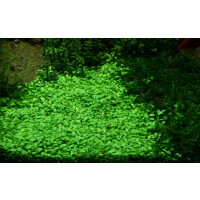 Tropica Glossostigma elatinoides In-Vitro