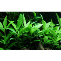 Tropica Hygrophila corymbosa Siamensis 53B Topf