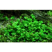 Tropica Marsilea hirsuta In-Vitro