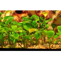 Tropica Marsilea hirsuta In-Vitro