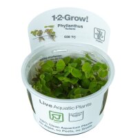 Tropica Phyllanthus fluitans In-Vitro