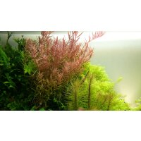 Tropica Rotala rotundifolia Topf