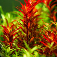 Tropica Rotala rotundifolia Blood Red In-Vitro