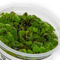 Tropica Salvinia minima In-Vitro