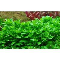 Tropica Staurogyne repens Topf