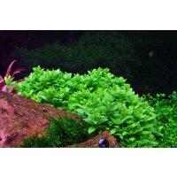 Tropica Staurogyne repens Topf