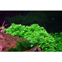 Tropica Staurogyne repens In-Vitro