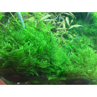 Tropica Taxiphyllum alternans Taiwan Moss In-Vitro