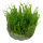 Tropica Taxiphyllum alternans Taiwan Moss In-Vitro