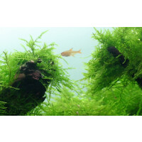 Tropica Taxiphyllum barbieri Bogor Moss In-Vitro