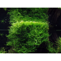 Tropica Taxiphyllum barbieri Bogor Moss In-Vitro