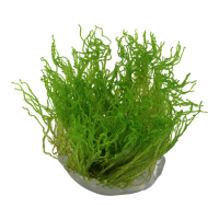 Tropica Taxiphyllum sp. ’Flame Moss’ In-Vitro