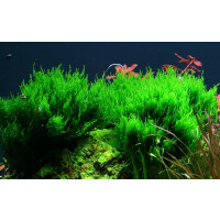 Tropica Taxiphyllum sp. &rsquo;Flame Moss&rsquo; In-Vitro