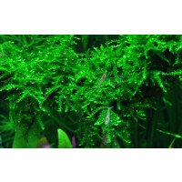 Tropica Vesicularia ferriei Weeping Moss In-Vitro