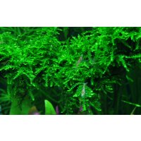 Tropica Vesicularia montagnei Christmas Moss In-Vitro