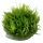 Tropica Vesicularia montagnei Christmas Moss In-Vitro