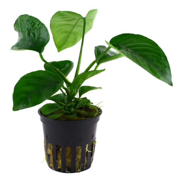 Tropica Anubias barteri caladiifolia Topf