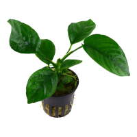 Tropica Anubias barteri caladiifolia Topf