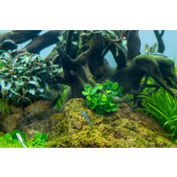 Tropica Anubias barteri Mini Coin In-Vitro