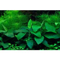 Tropica Anubias barteri nana In-Vitro