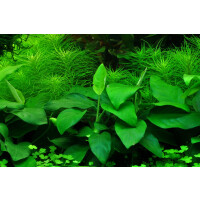 Tropica Anubias barteri var. nana Topf