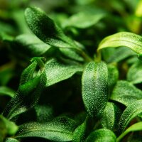 Tropica Bucephalandra sp. Needle Leaf In-Vitro