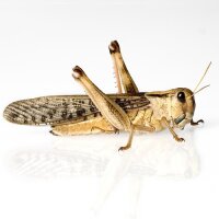 Wanderheuschrecke (Locusta migratoria)