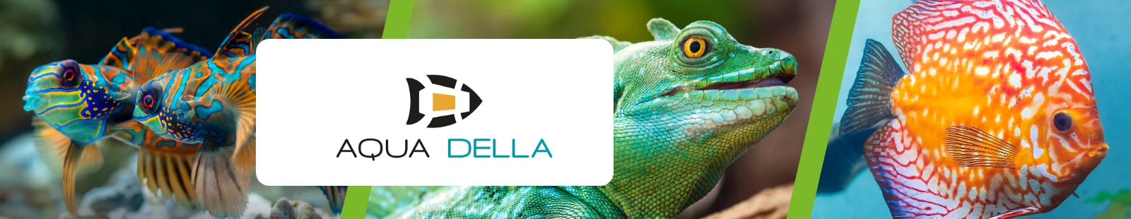 AquaDella_Banner.webp