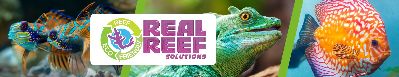 RealReef_Banner.webp